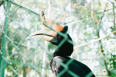 Close-up of a bird perching on branch