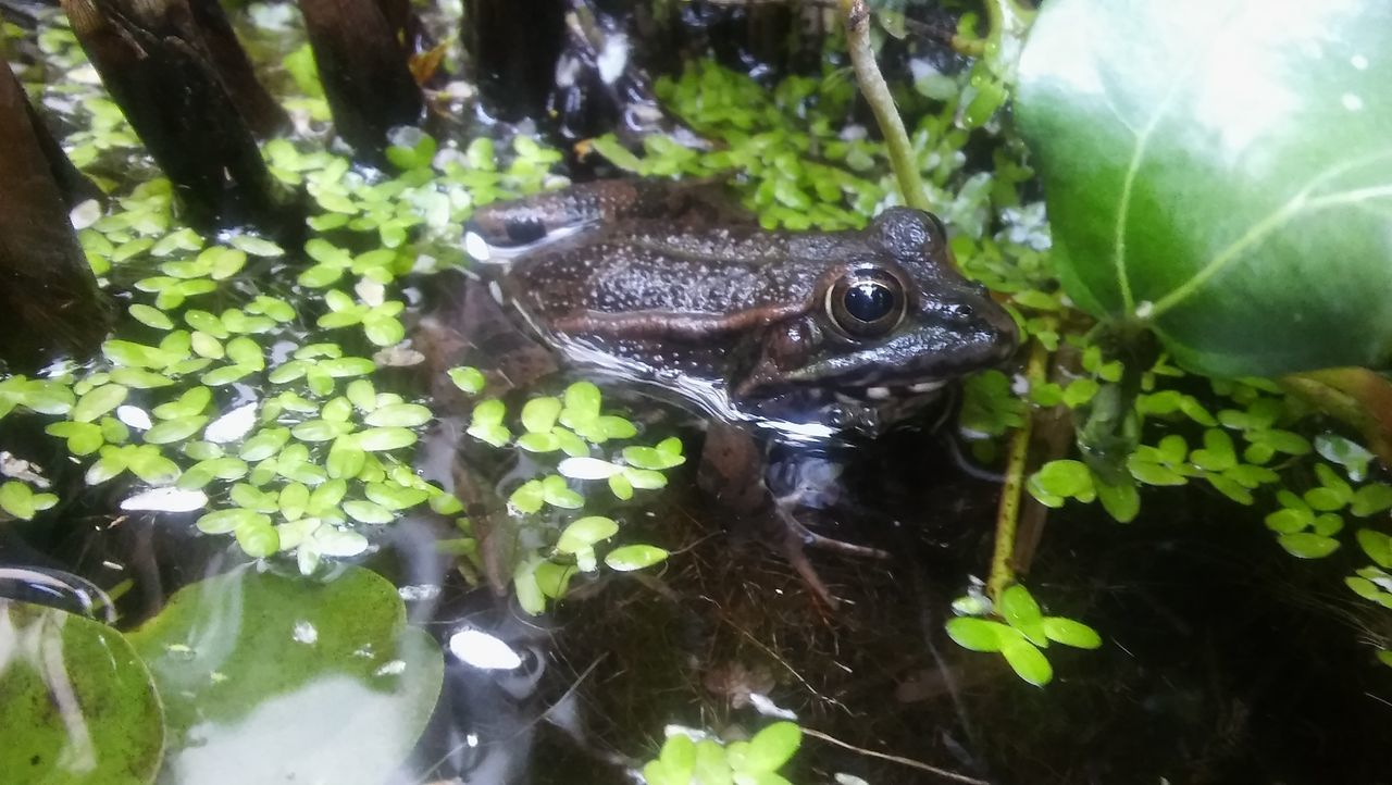 animal themes, one animal, animals in the wild, wildlife, leaf, green color, plant, nature, frog, reptile, close-up, growth, no people, outdoors, day, water, high angle view, amphibian, selective focus, animal head