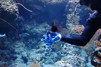 Cropped image of scuba diver swimming by urchins in sea