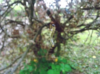 Low angle view of tree against sky