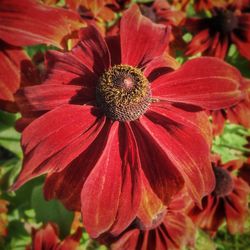 Close-up of red flower