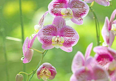 Close-up of purple orchids