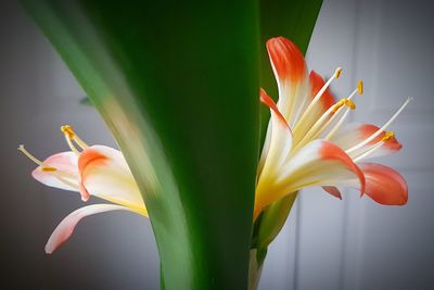 Close-up of multi colored flowers