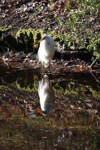 Seagull perching on a lake