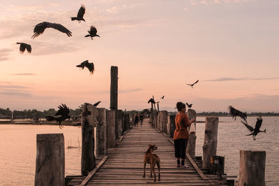 Birds on pier over sea against sky during sunset