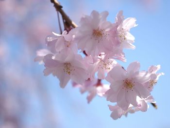 Close-up of apple blossoms in spring