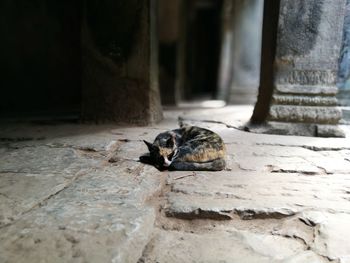 Cat on stone wall