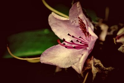 Close-up of butterfly on flower at night