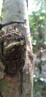 Close-up of insect on tree trunk