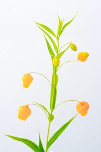 Close-up of plant against white background