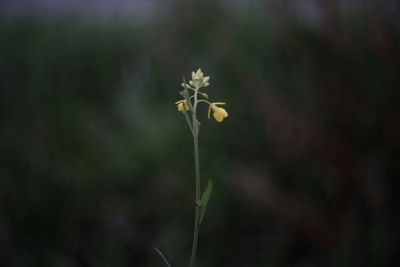 Close-up of flowers