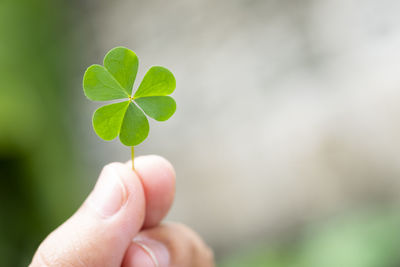 Close-up of hand holding small plant