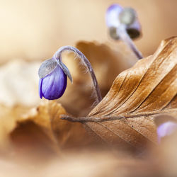 Close-up of purple flower