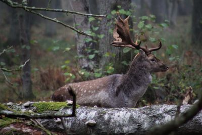 Deer in a forest