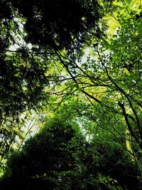 Low angle view of trees against sky