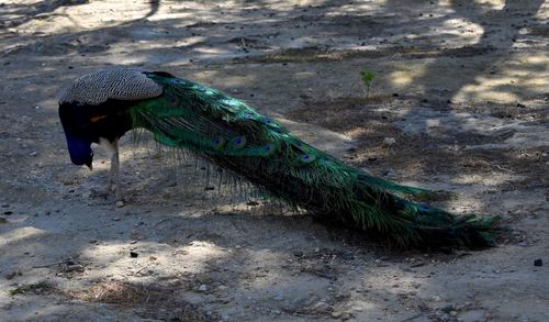 High angle view of peacock on sand