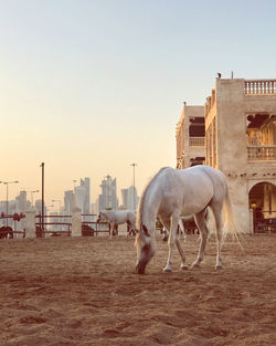 Horses in a city