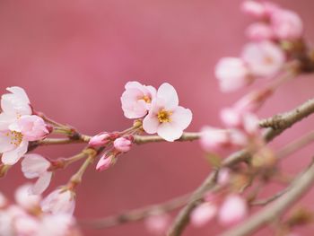 Close-up of cherry blossoms in spring