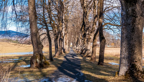 Bare trees on landscape against sky