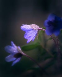 Close-up of purple flowering plant