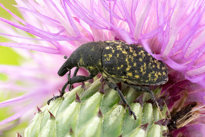 Close-up of insect on pink flower