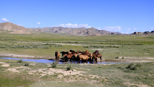 Horses grazing on field against sky