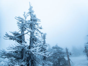 Hakkoda mountain with winter fog