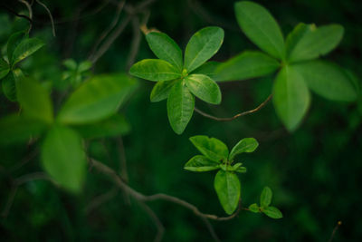 Close-up of green leaves