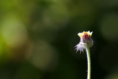 Close-up of white flower