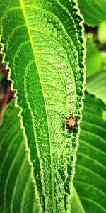 Close-up of ladybug on leaf