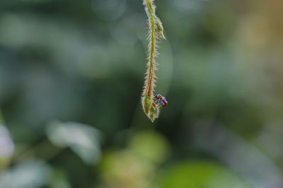 Close-up of red flowering plant