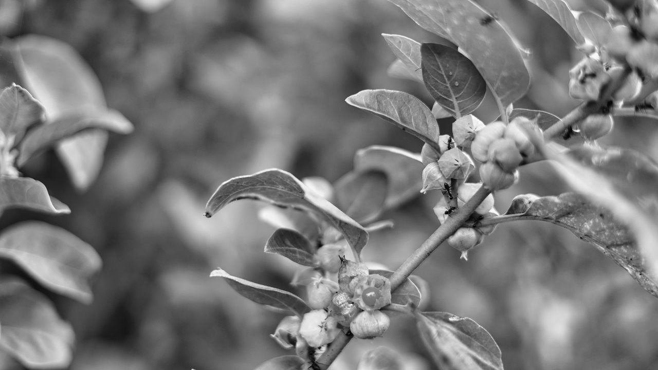 CLOSE-UP OF FLOWERING PLANT WITH BUDS