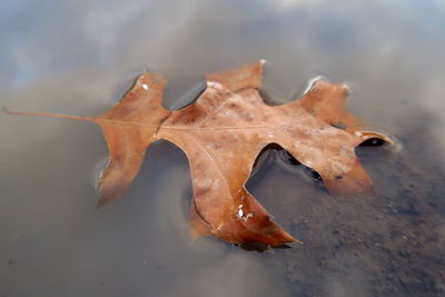 Close-up of leaf on wet ground