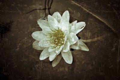 Close-up of flower