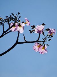 Low angle view of pink flowering tree against clear sky