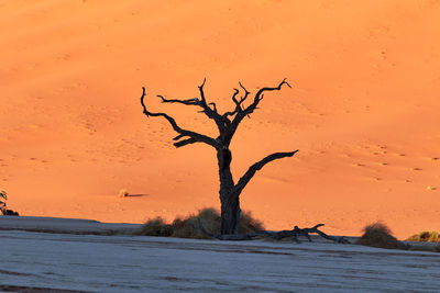 Bare tree against sky during sunset