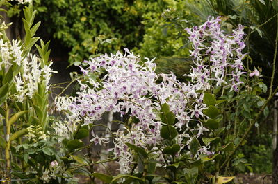 Close-up of purple flowers blooming outdoors