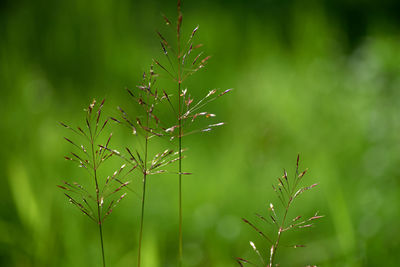 Close-up of plant