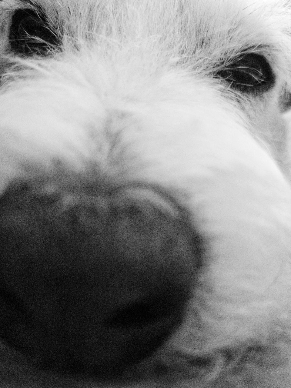 CLOSE-UP OF DOG WITH EYES