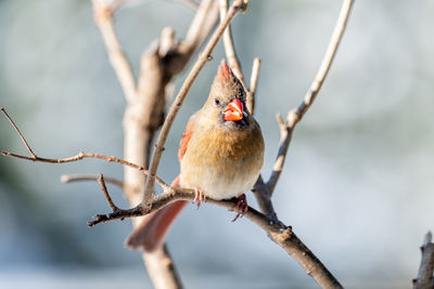 Close-up of bird perching on branch