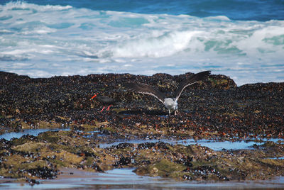 View of seagulls on beach