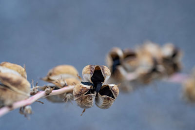 Close-up of wilted plant