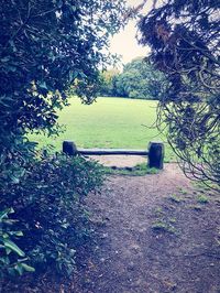 Trees on landscape against sky