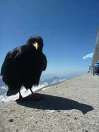 Black bird perching on a rock