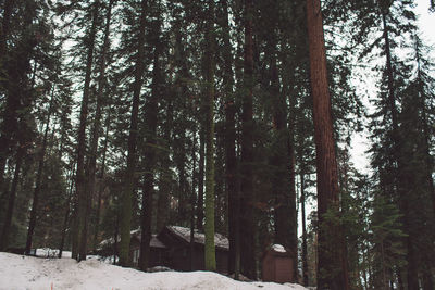 Trees in forest during winter