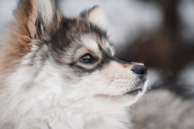 Close-up of a puppy finnish lapphund dog looking away