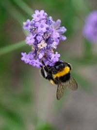 Close-up of bumblebee pollinating on flower