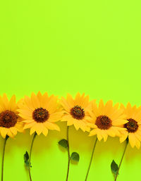 Close-up of yellow flowers against green background