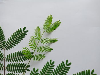 Close-up of leaves on tree against wall