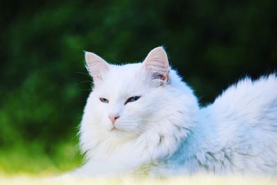 Close-up of a white cat